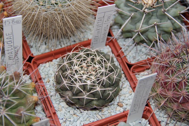Thelocactus hexaedrophorus kvetae
