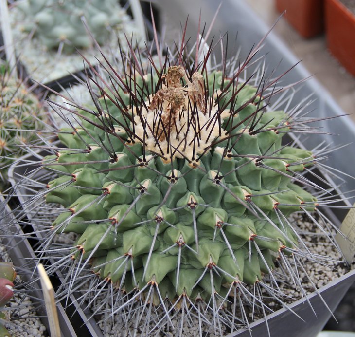 Thelocactus lophothele.