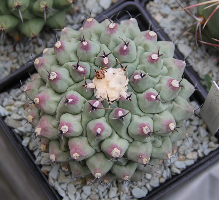 Thelocactus phymatotelos