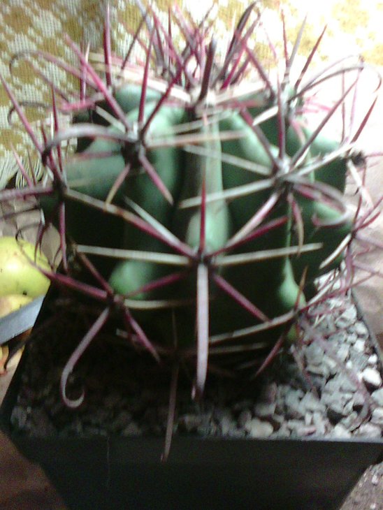 ferocactus sp652