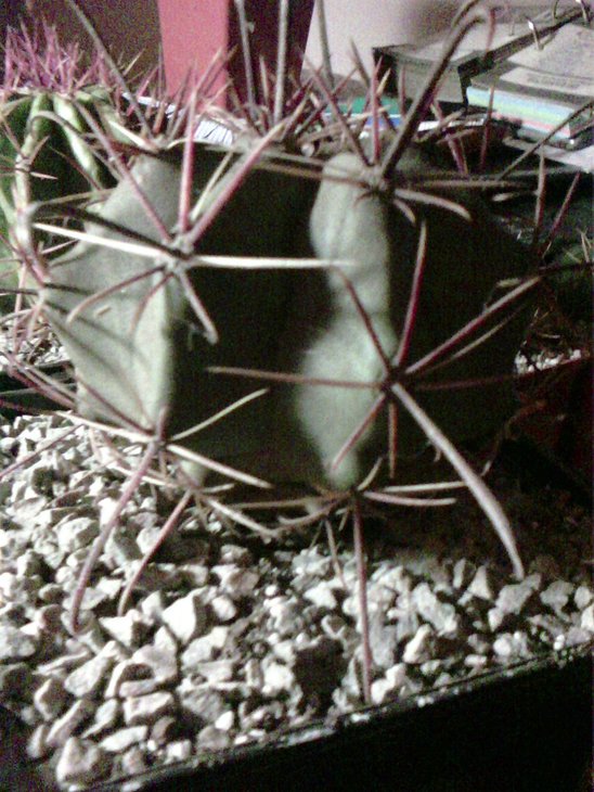 ferocactus sp650