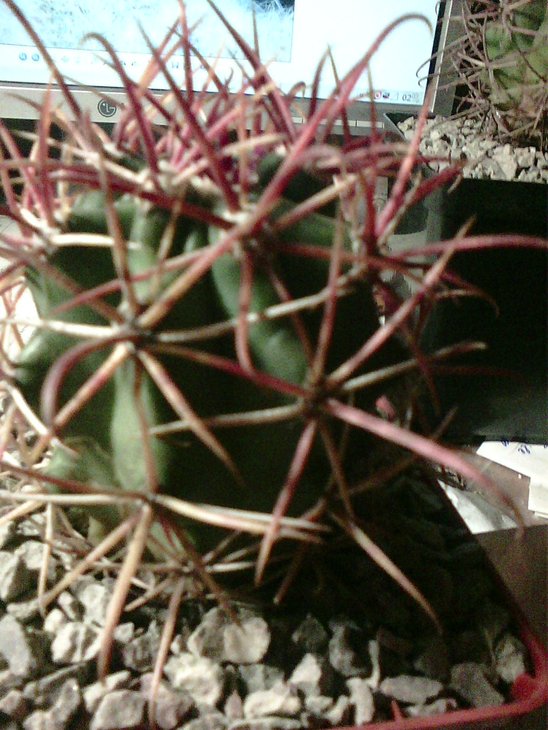 ferocactus 649
