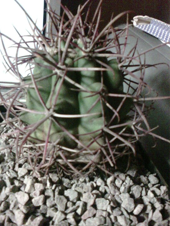 ferocactus sp 647