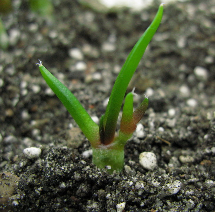 A.furfuraceus