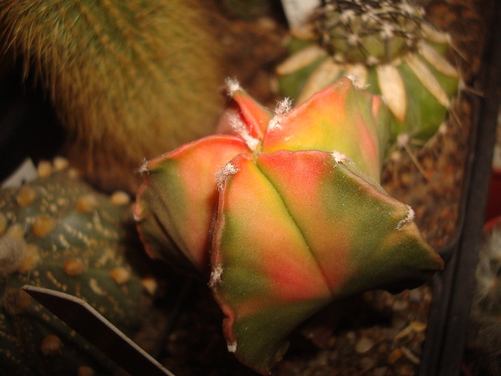 Astrophytum myriostigma nudum cv. koh-yo