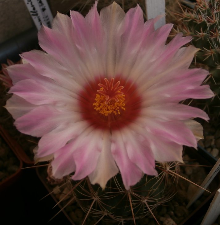 Thelocactus bicolor