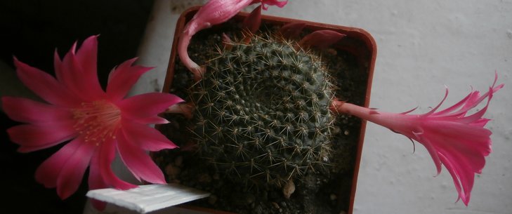 Rebutia violaciflora