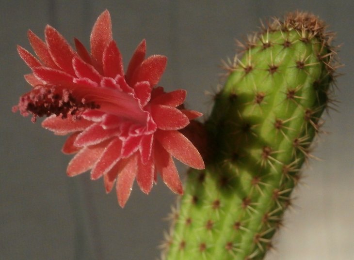 Bolivicereus samaipatanus