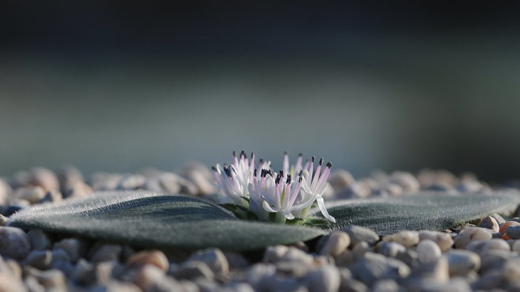 Massonia echinata
