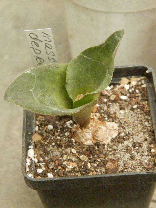PB251303.JPG