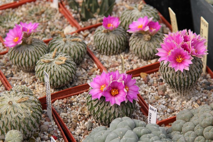 Pelecyphora aselliformis.