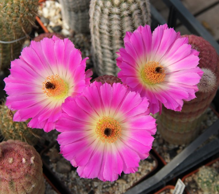 Echinocereus rigidissimus rubispinus