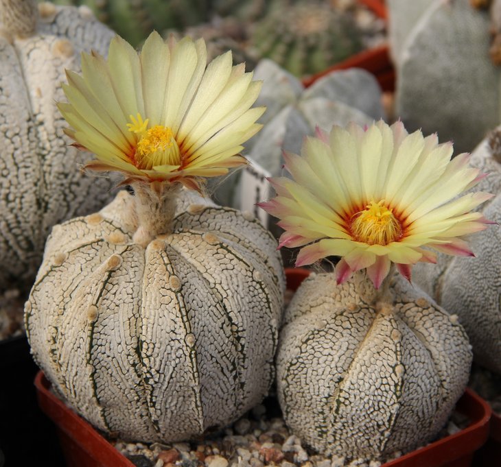 Astrophitum coasXsk