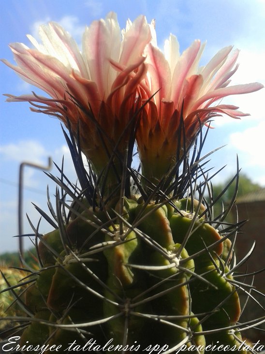 Eriosyce taltalensis spp. paucicostata