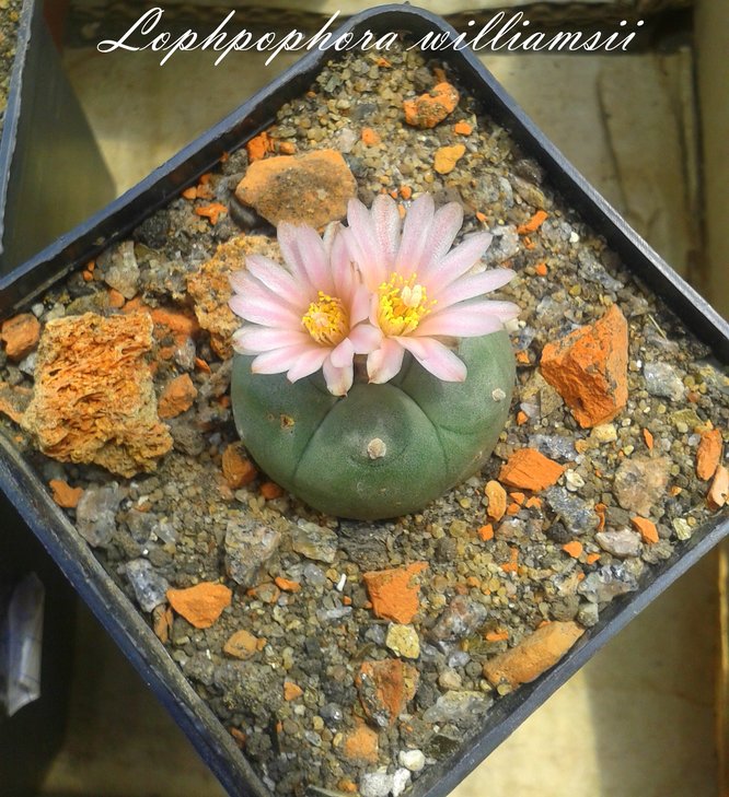 Lophophora williamsii