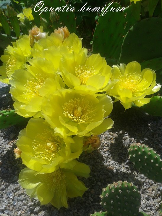 Opuntia humifusa