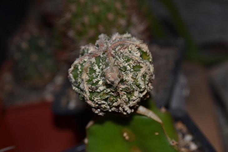 DSC_0322.jpg