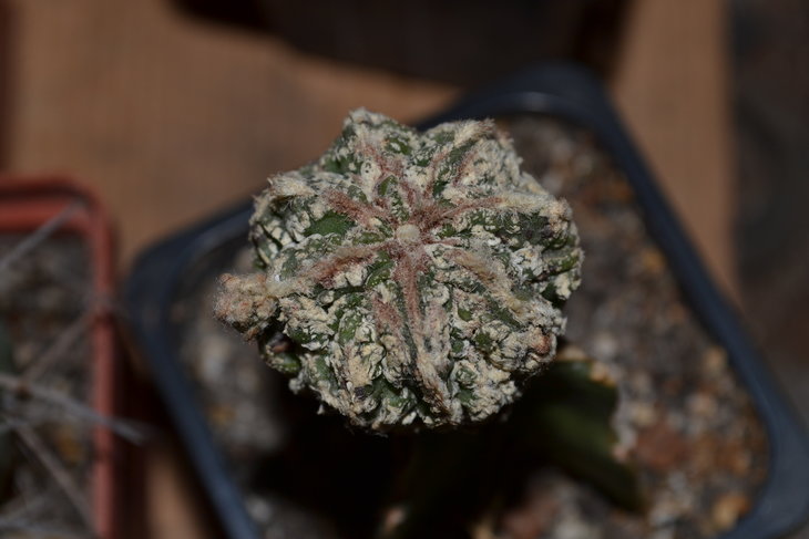 Astrophytum myriostigma cv. Fukuryu