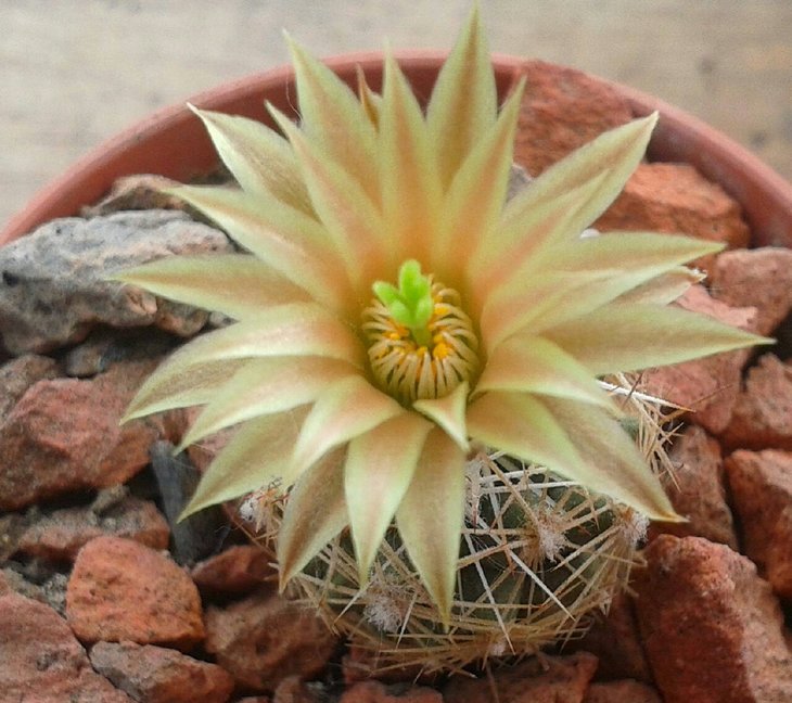 Neobesseya wissmannii
