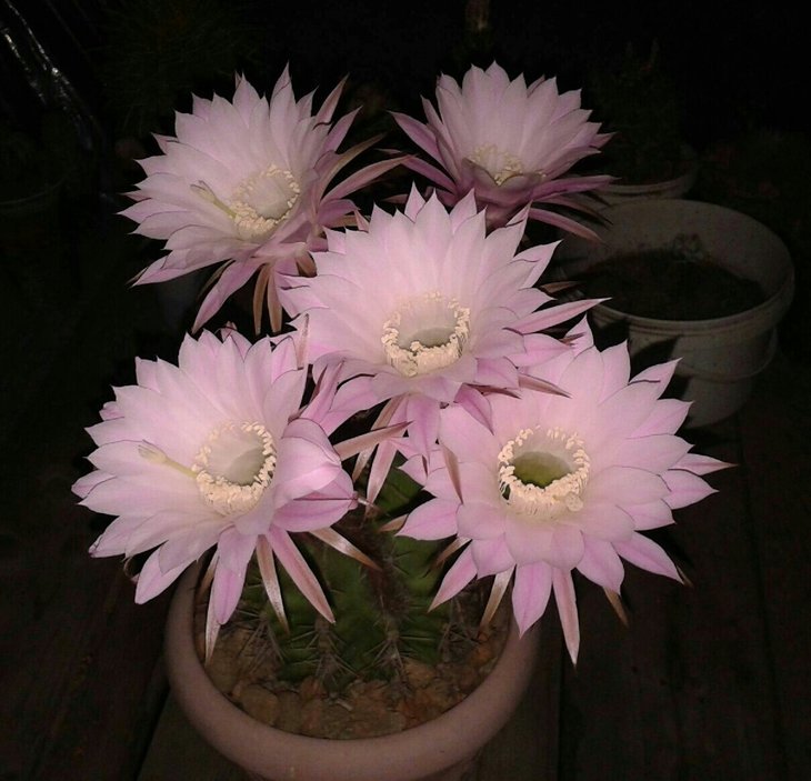 Echinopsis oxygona