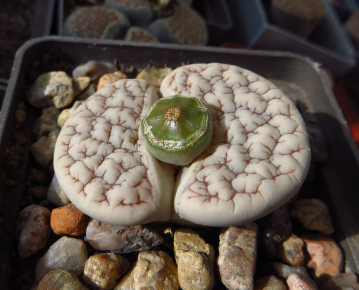 Lithops gracilidelineata ssp. gracilidelineata v. waldroniae С189