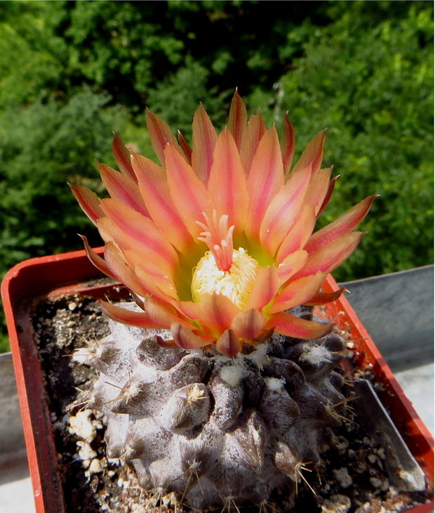 Neochilenia carrizalensis RMF205