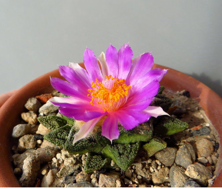 Ariocarpus fissuratus var. hintonii