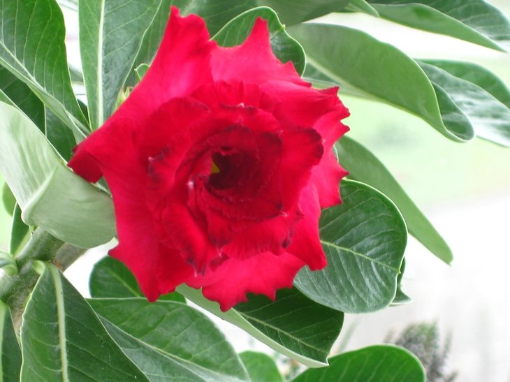AMAZING ROSE тиждень тому