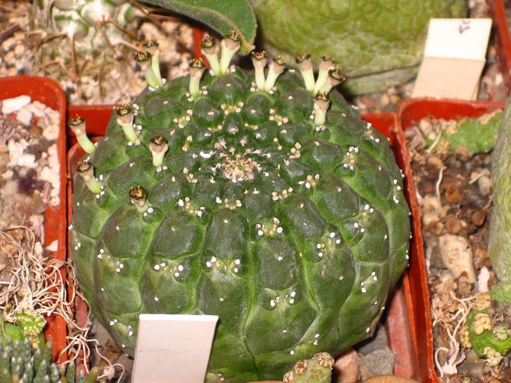Euhorbia gymnocalycioides