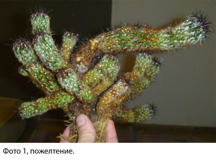 Без имени-2.jpg