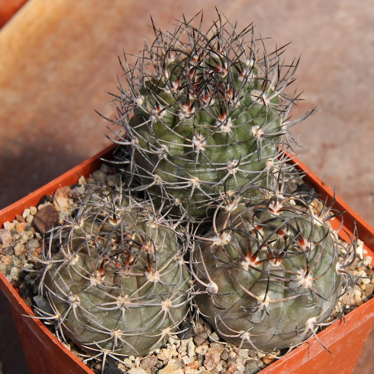 Pyrrhocactus megliolii VG240-2.2   kk962.702