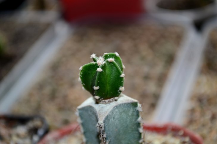 DSC_0501.jpg