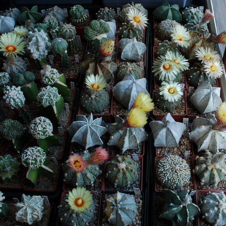 Группа Astrophytum