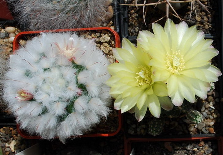 Mammillaria bocasana v. multilanata и Gymnocalycium andreiae