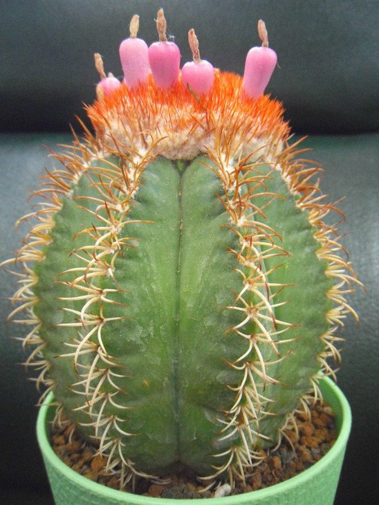 melocactus matanzanus