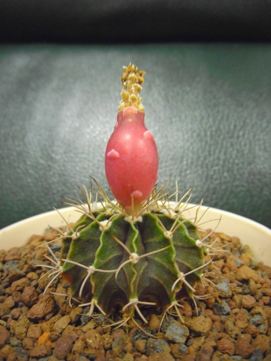 gymnocalycium stenopleurum