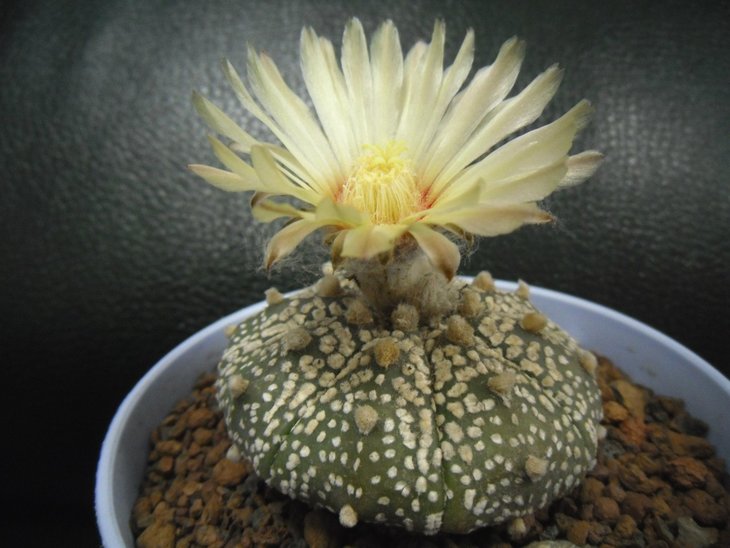 Astrophytum asterias 'Super Kabuto'