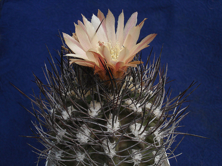 Pyrrhocactus megliolii.jpg