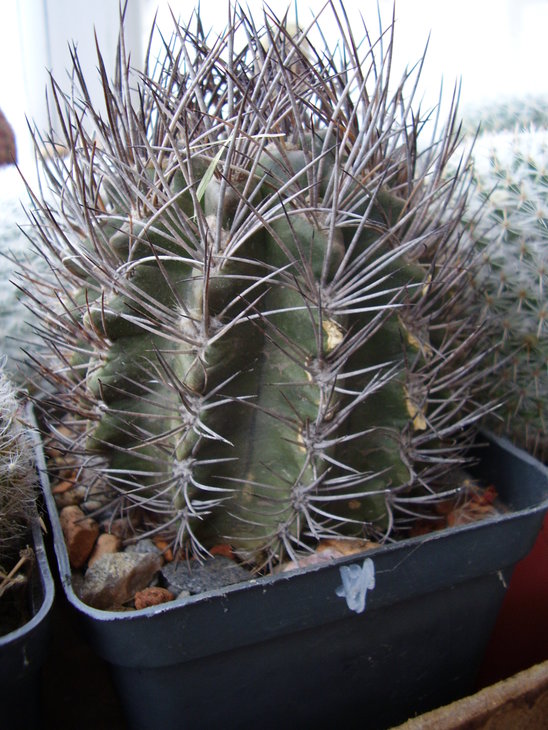 neoporteria taltalensis
