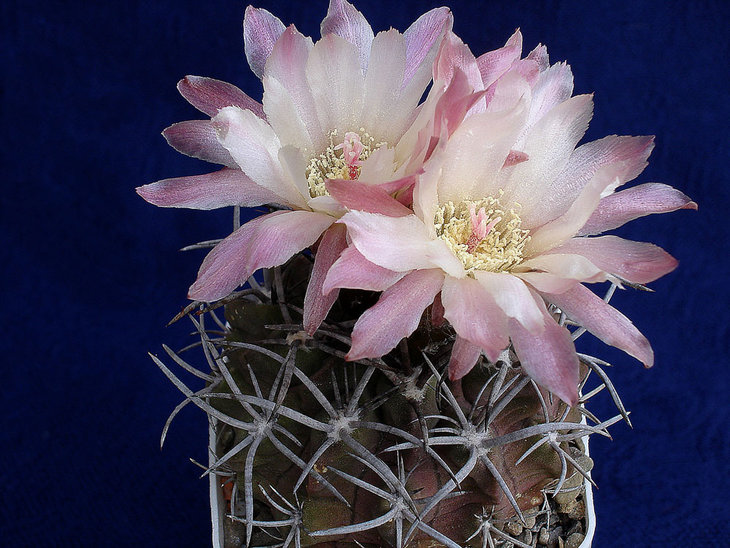 Pyrrhocactus echinus