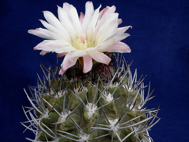 Pyrrhocactus echinus