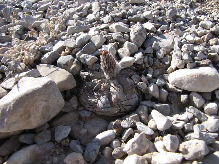 b3 P. villicumensis GP93 La Laja.jpg