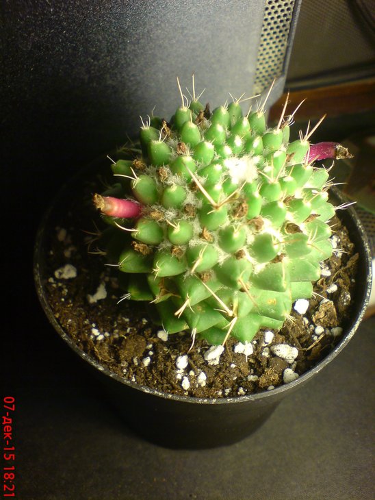 DSC00010.JPG