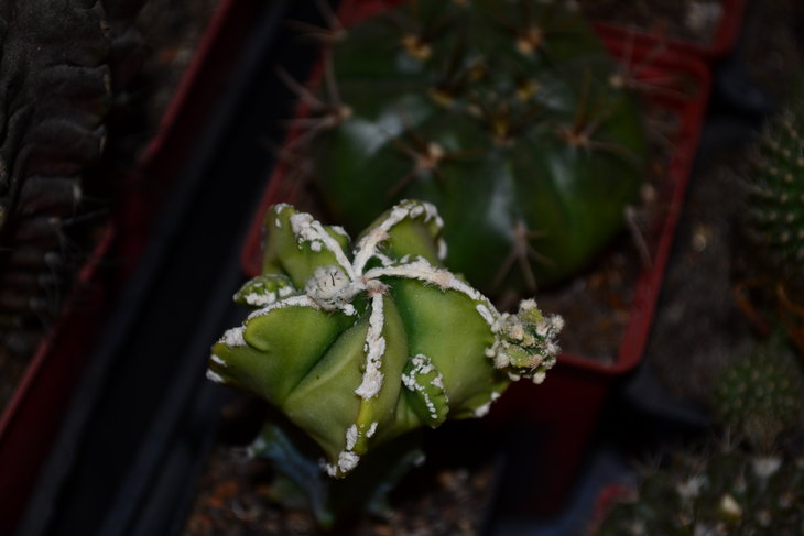 Astrophytum myriostigma cv. Fukuryu hakujo