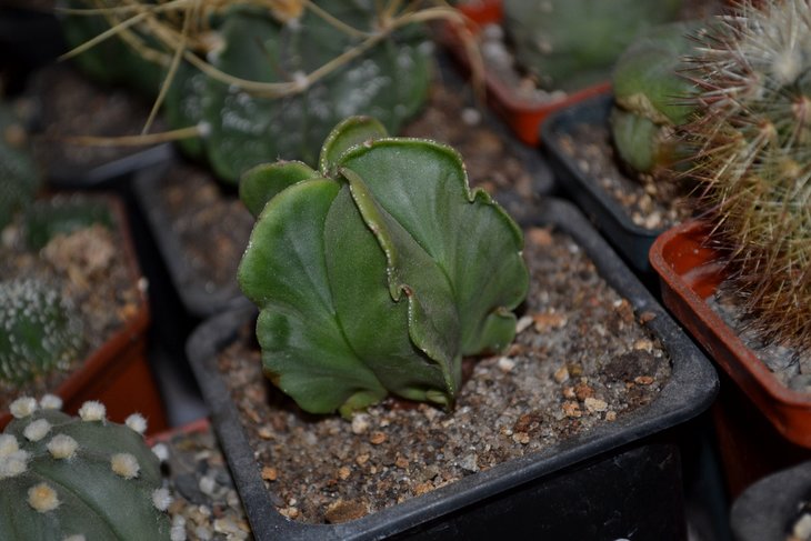 Astrophytum myriostigma v. nudum