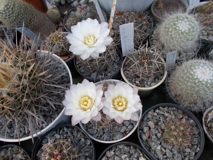 Gymnocalycium flowers.JPG