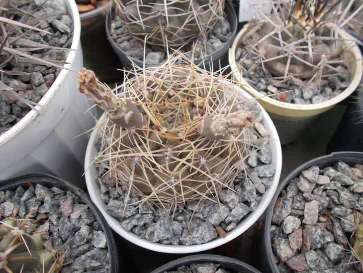 calocephorum