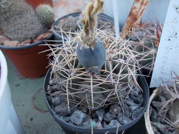 calocephorum v viridescens