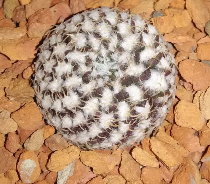 T.llanensis.jpg