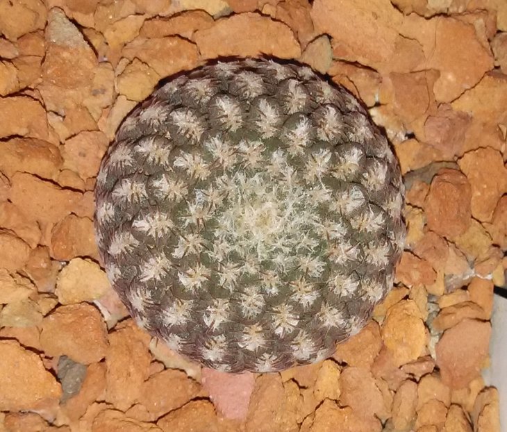 T.malleolata.jpg